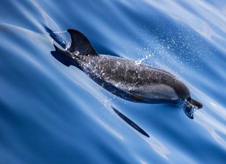 From Villefranche-sur-Mer: Guided Dolphin-Watching Tour - Tour Features and Inclusions