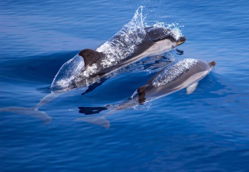 From Villefranche-sur-Mer: Guided Dolphin-Watching Tour - Important Information and Requirements