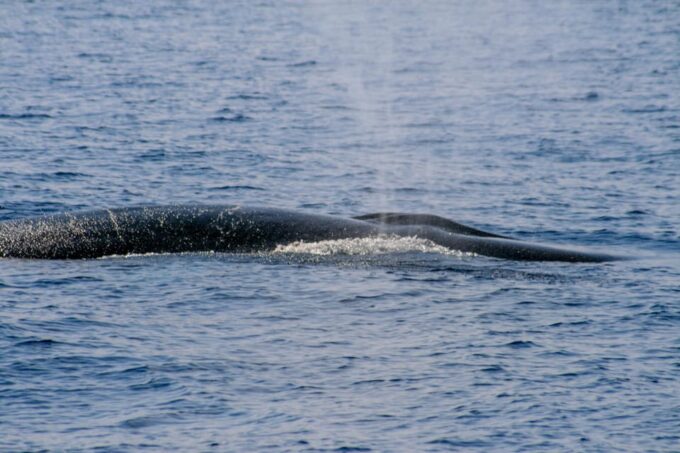 From Villefranche-sur-Mer: Guided Dolphin-Watching Tour - Scenic Views and Attractions