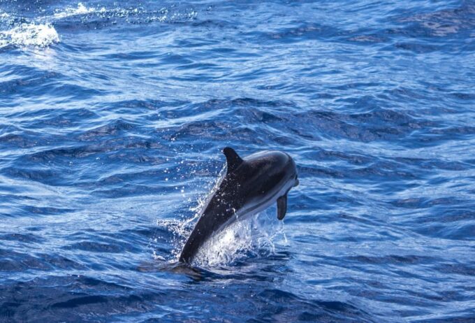 From Villefranche-sur-Mer: Guided Dolphin-Watching Tour - Dolphin Watching in Pelagos Sanctuary