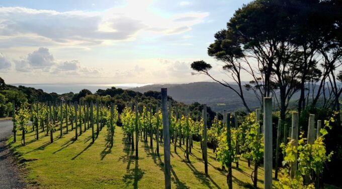 From Waiheke: Waiheke Island Tour W/ Wine and Food Tastings - Customer Reviews