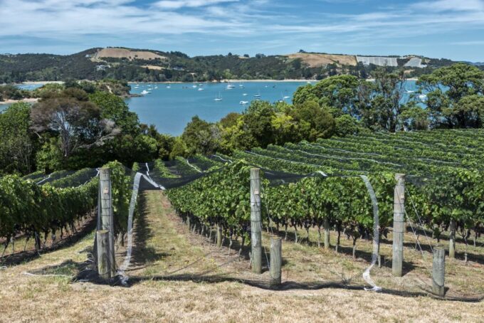 From Waiheke: Waiheke Island Tour W/ Wine and Food Tastings - Ferry Ride to Waiheke Island