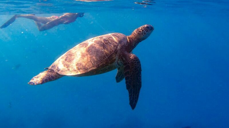 From Waikiki: Turtle Canyon Snorkeling Tour - From Waikiki: Turtle Canyon Snorkeling Tour
