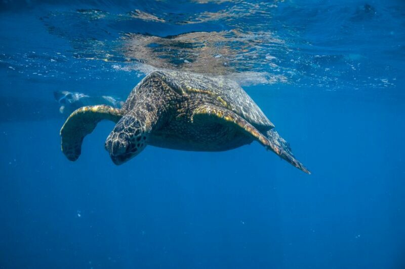 From Waikiki: Turtle Canyon Snorkeling Tour - An Honest Look at the Turtle Canyon Snorkeling Experience