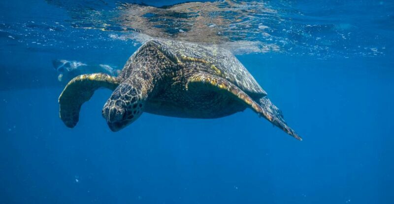 From Waikiki: Turtle Canyon Snorkeling Tour - The Real Benefits for You