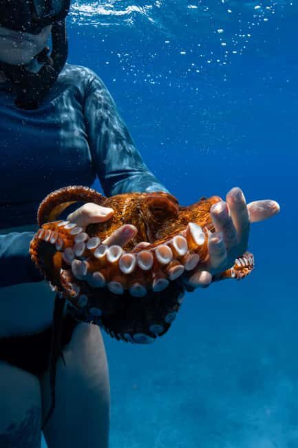 From Waikiki: Turtle Canyon Snorkeling Tour - FAQs
