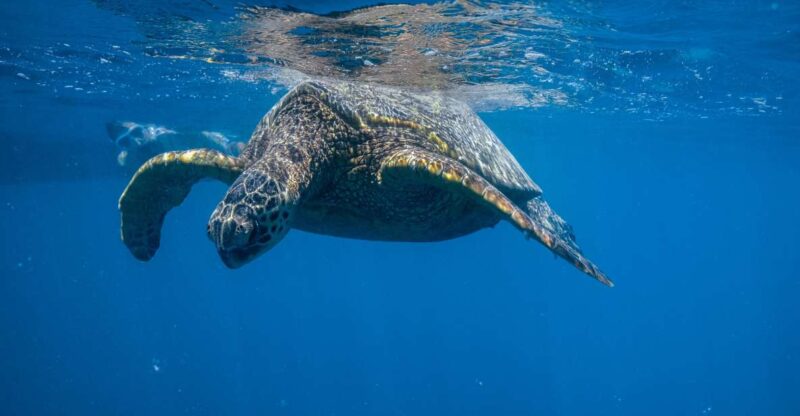 From Waikiki: Turtle Canyon Snorkeling Tour - Tour Capacity and Pricing