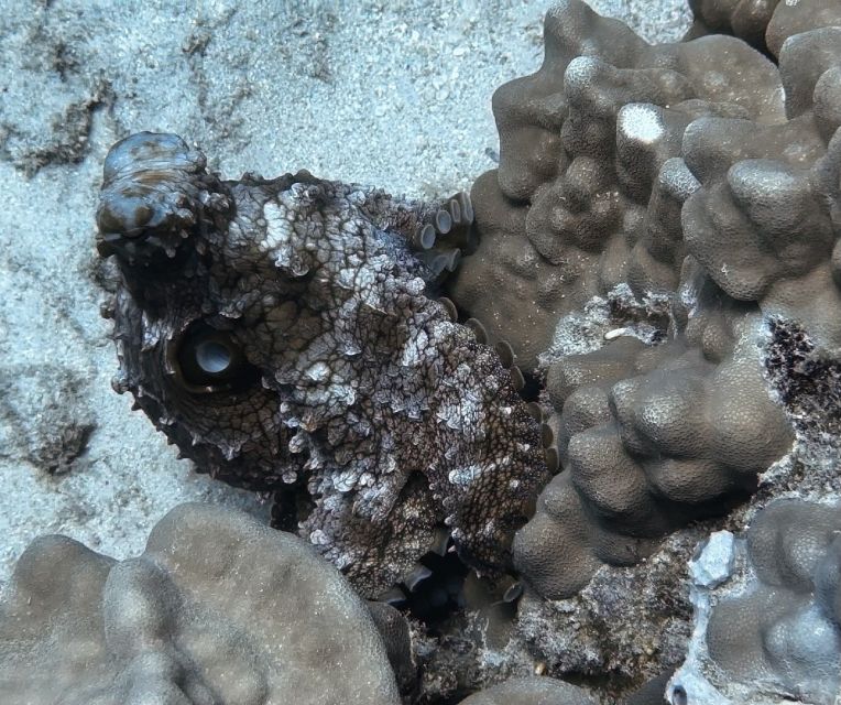 From Waikiki: Turtle Canyon Snorkeling Tour - Itinerary and Main Sites