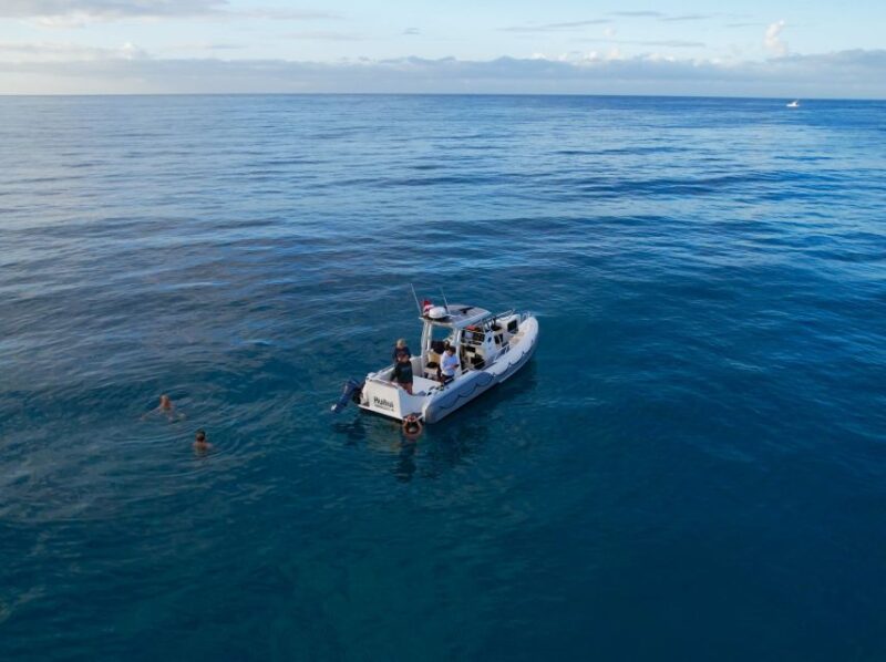 From Waikiki: Turtle Canyon Snorkeling Tour - Experience Highlights