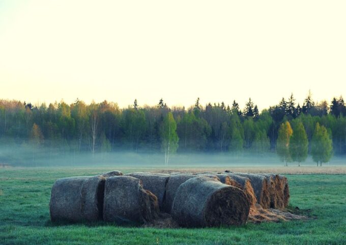 From Warsaw: Small-Group Tour to Bialowieza National Park - Lunch and Sightseeing