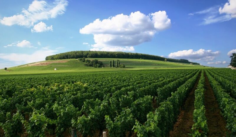 From Washington, DC: Virginia Wine Country Private Day-Trip - Tour Experience
