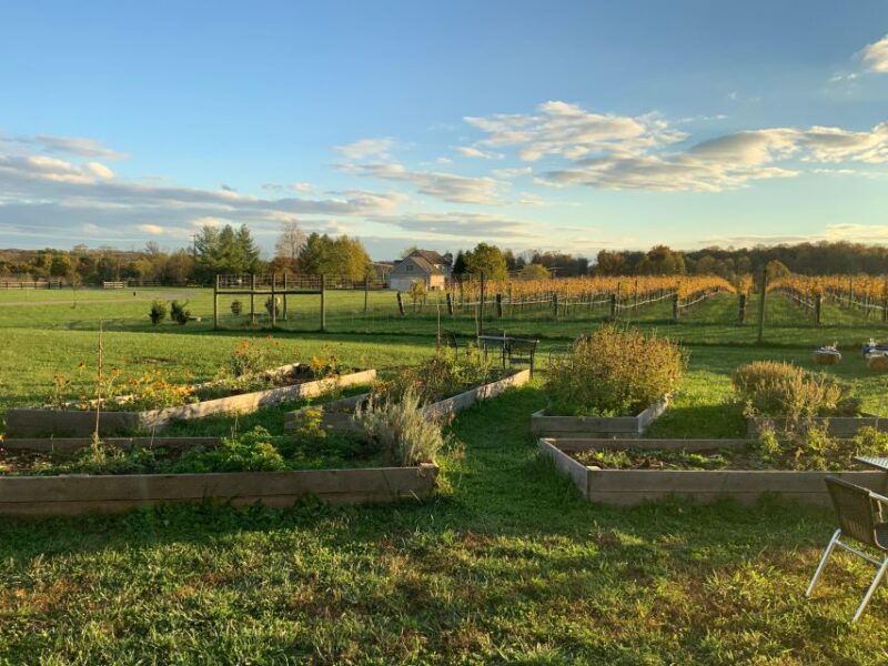 From Washington, DC: Virginia Wine Country Private Day-Trip - Transportation and Amenities