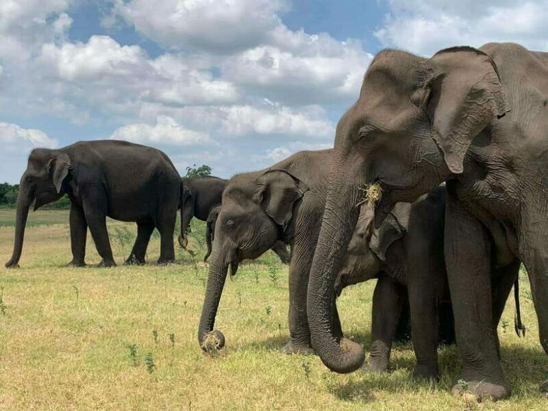 From Weligama : Udawalawa National Park Safari Tour - The Experience in Detail