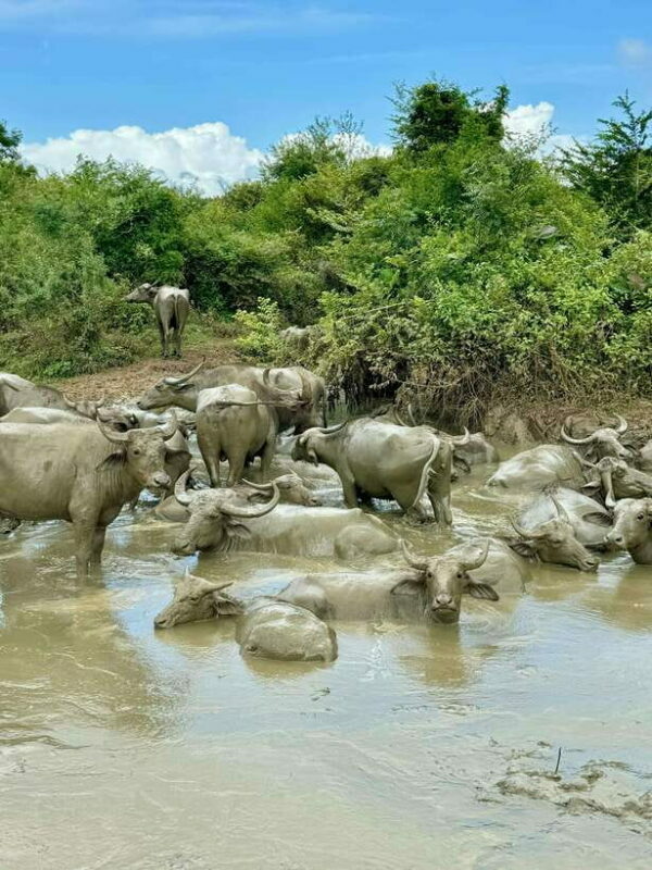 From Weligama : Udawalawa National Park Safari Tour - Who Should Take This Tour?