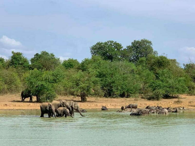 From Weligama : Udawalawa National Park Safari Tour - Practical Tips