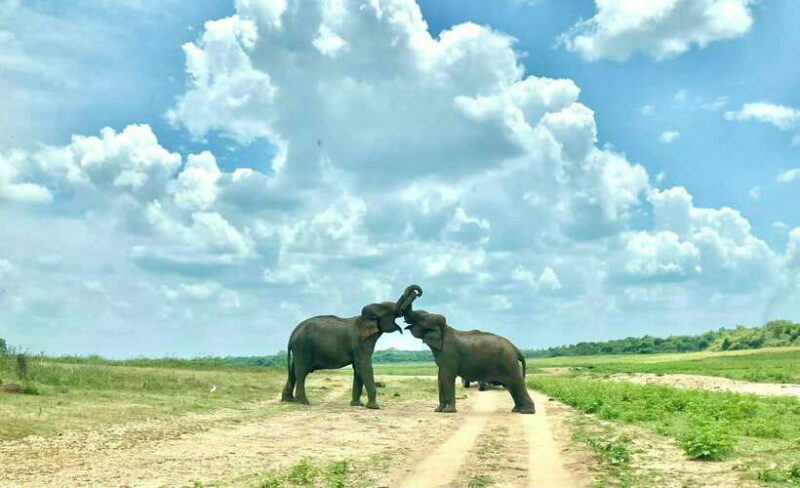 From Weligama : Udawalawa National Park Safari Tour - Final Thoughts