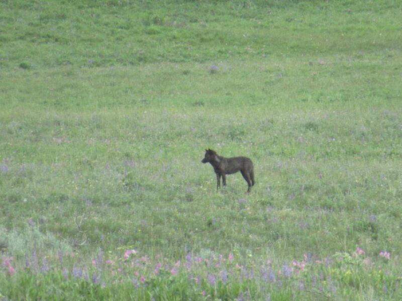 From West Yellowstone: Lamar Valley Wildlife Tour by Van - Inclusions