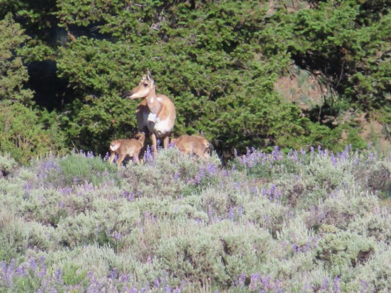 From West Yellowstone: Lamar Valley Wildlife Tour by Van - Participant Information