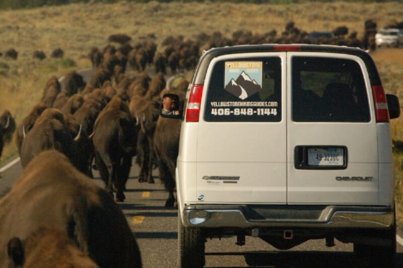From West Yellowstone: Lamar Valley Wildlife Tour by Van - Customer Feedback