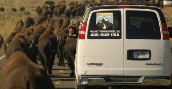 From West Yellowstone: Lamar Valley Wildlife Tour by Van - Pricing and Availability