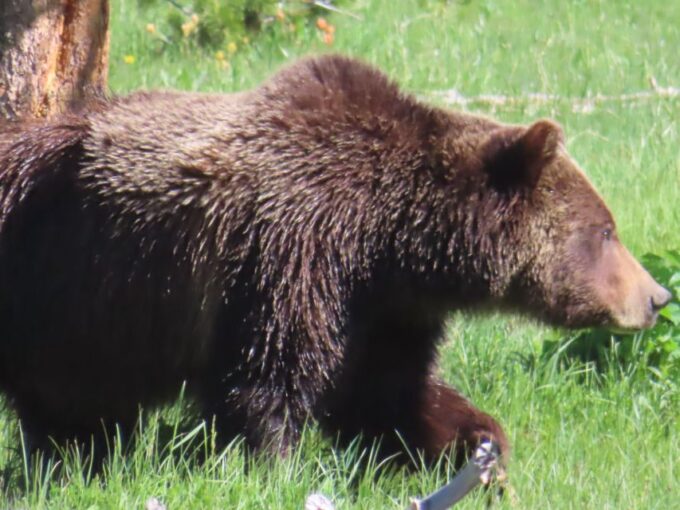 From West Yellowstone: Lamar Valley Wildlife Tour by Van - Frequently Asked Questions