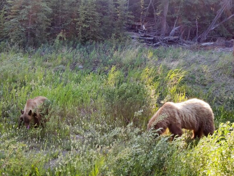 From Whitehorse: Skagway Day-Trip - Wildlife Encounters