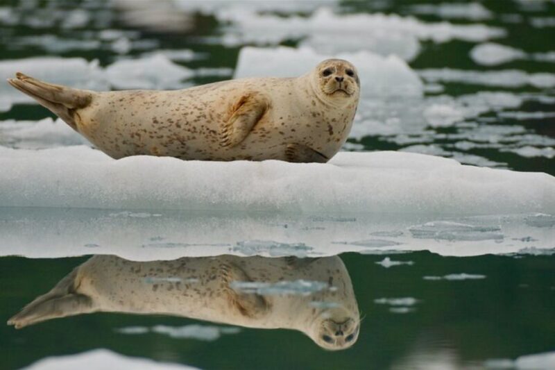 From Whittier: Glacier Quest Cruise With Onboard Lunch - Experience Highlights