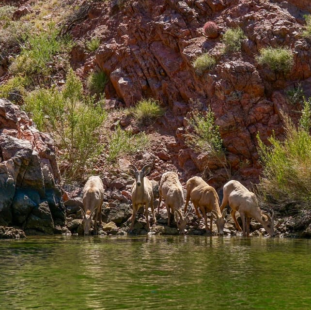 From Willow Beach: Half-Day Black Canyon Narrows Kayak Tour - Unique Geological Features
