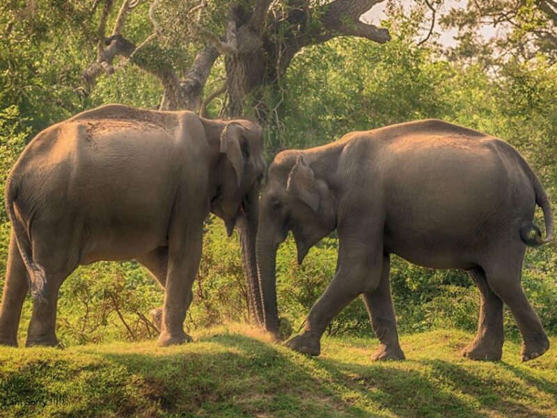 From Yala: Full-Day Private Leopard Safari With Lunch - Key Points
