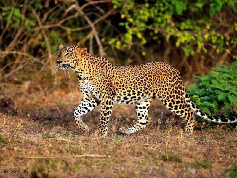 From Yala: Full-Day Private Leopard Safari With Lunch - Safari Itinerary