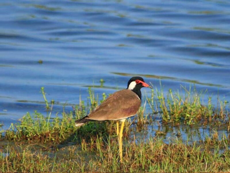 From Yala: Hidden Gems of Bundala National Park - Key Points