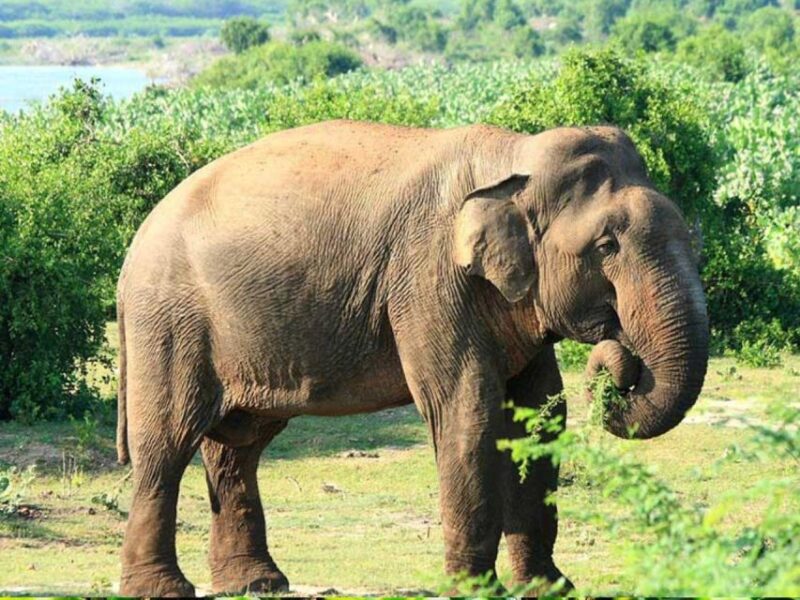 From Yala: Hidden Gems of Bundala National Park - Wildlife Encounters