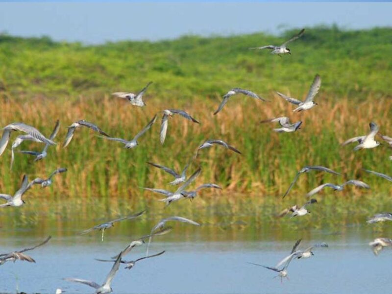 From Yala: Hidden Gems of Bundala National Park - Sanctuary and National Park