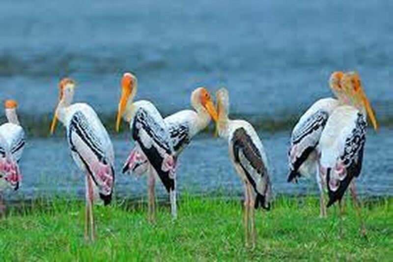 From Yala :- Yala National Park Thrilling Full - Day Safari - Wildlife Highlights