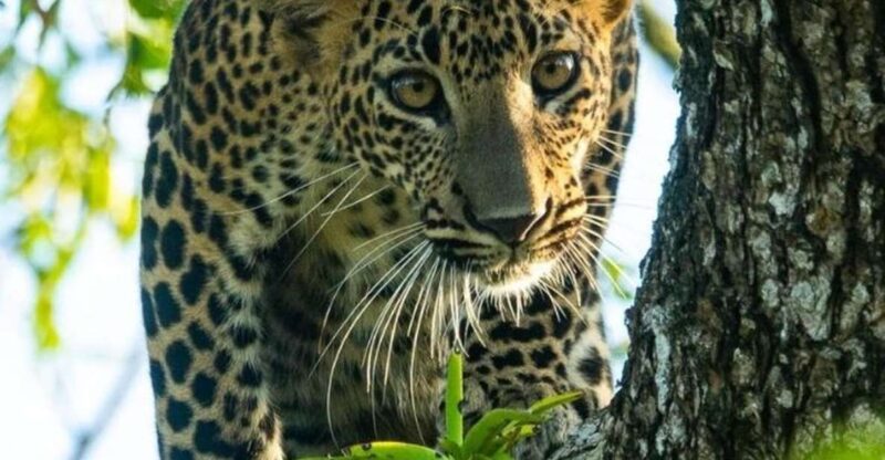 From Yala :- Yala National Park Thrilling Half-Day Safari - Safari Experience