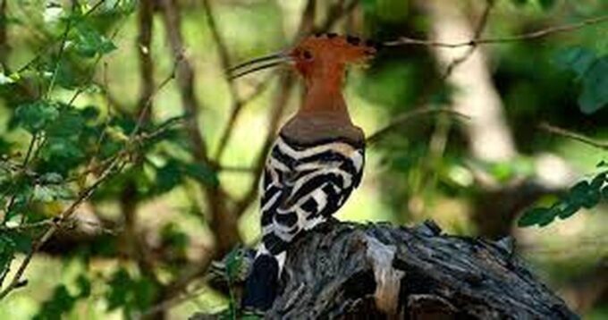 From Yala :- Yala National Park Thrilling Half-Day Safari - Exploring Wildlife Highlights