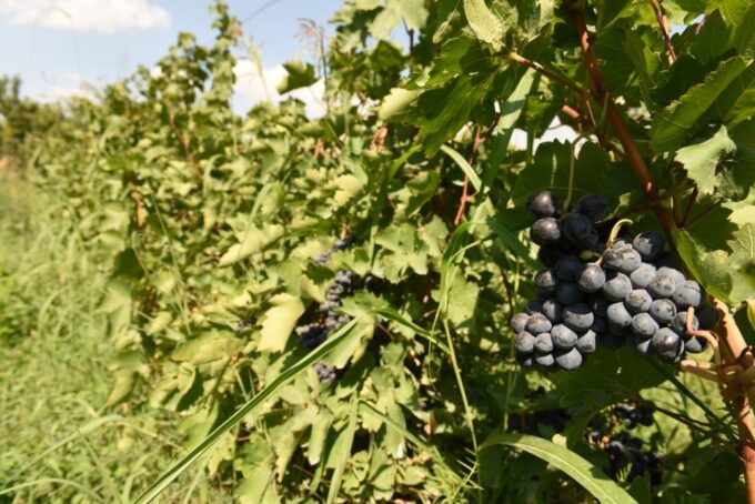 From Yerevan: Trekking and Wine Tasting Tour - Languages Offered