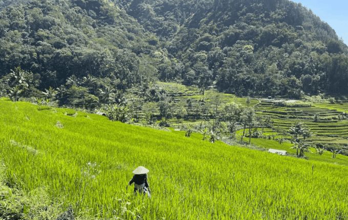 From Yogyakarta: Selogriyo Temple & Java Rice Terrace Trek - Frequently Asked Questions