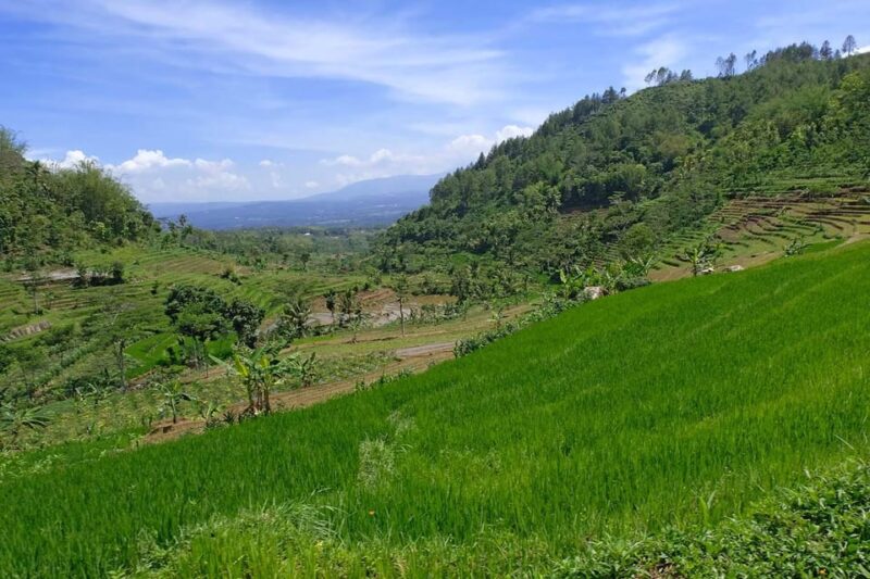 From Yogyakarta: Selogriyo Temple Trekking and Borobudur - Discovering Borobudur Temple