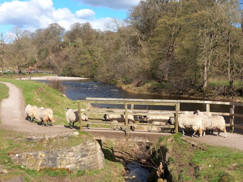 From York: Herriot and Yorkshire Dales Day Trip - Itinerary