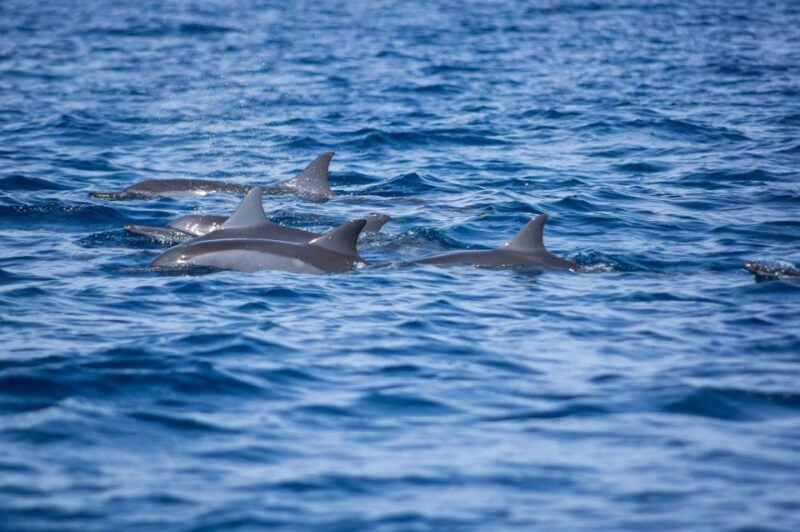 From Zadar: Private Half-Day Swimming Trip by Boat - Good To Know