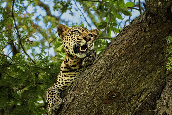 From Zanzibar: Mikumi Day Safari Including Flights - Key Points