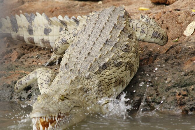 From Zanzibar: Mikumi Day Safari Including Flights - Pickup and Start Times