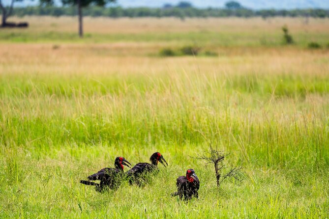 From Zanzibar: Mikumi Day Safari Including Flights - Confirmation and Changes