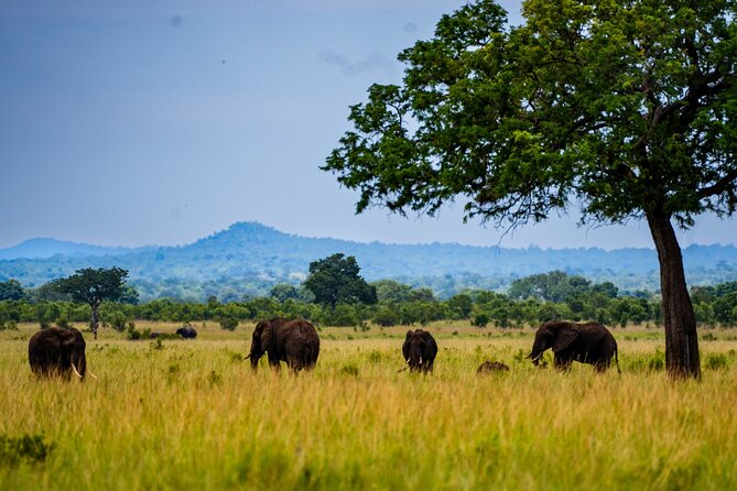 From Zanzibar: Mikumi Day Safari Including Flights - Weather Conditions