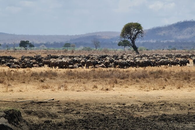 From Zanzibar: Mikumi Day Safari Including Flights - Extending Your Stay
