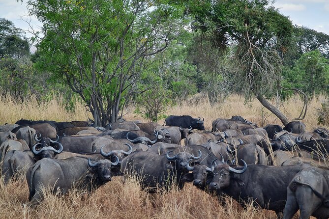 From Zanzibar: Mikumi Day Safari Including Flights - About the Morogoro Region
