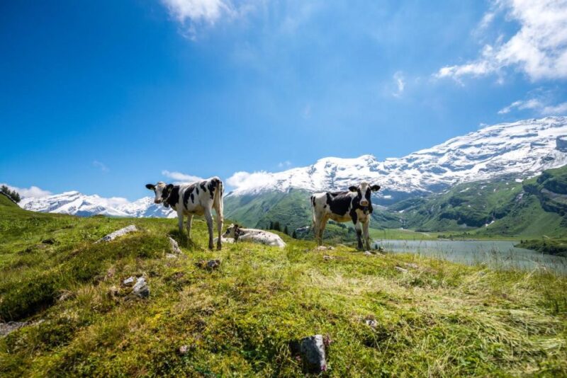 From Zurich: 2-Day Mt.Titlis Including 4-Course Dinner - Key Points