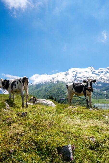 From Zurich: 2-Day Mt.Titlis Including 4-Course Dinner - 4-Course Dinner at Trübsee Lodge
