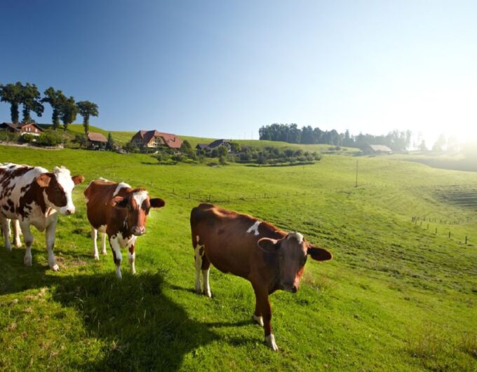 From Zurich/Lucerne: Berne Capital and Countryside Day-Trip - Scenic Drive Through Valleys